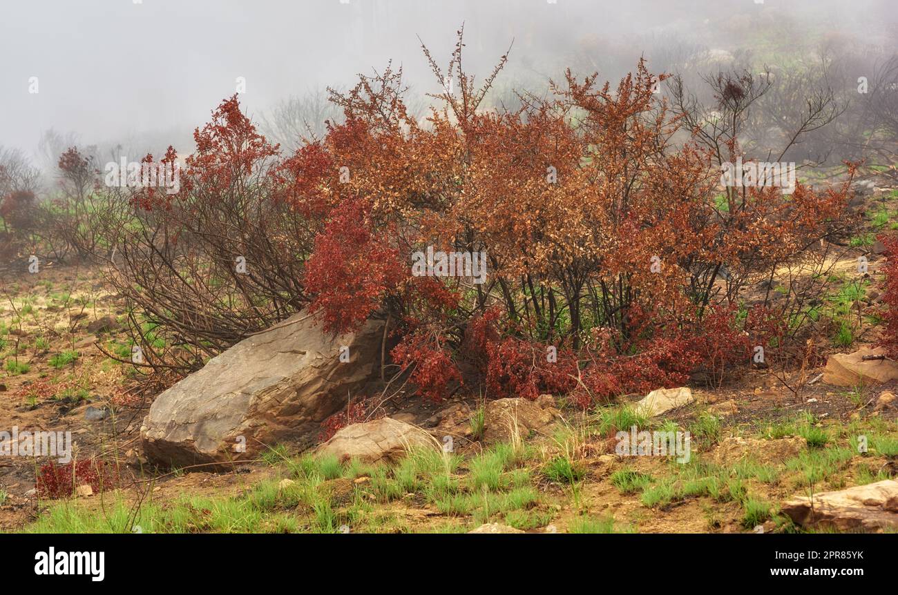 A colorful tree with red leaves on foggy morning with copyspace. Bushes growing in rocky hill landscape on Lions head, Cape Town. Forest wildfire with thick smoggy air spreading environmental damage Stock Photo