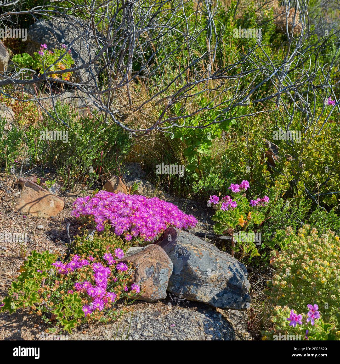 Above shot of purple drosanthemum floribundum succulent plants growing outside in their natural habitat. Nature has many species of flora and fauna. A bed of flowers in a thriving forest or woods Stock Photo