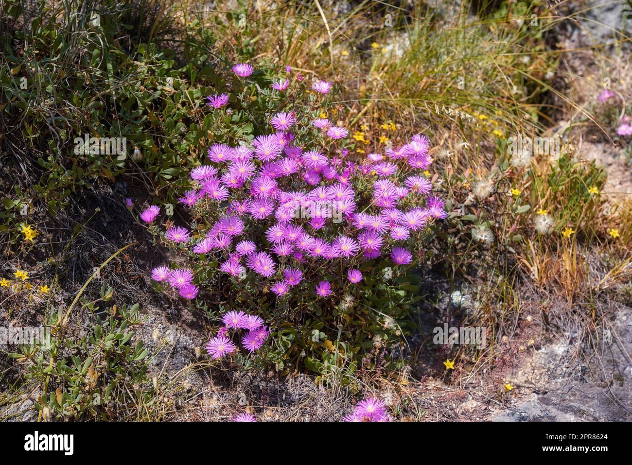 Above shot of purple drosanthemum floribundum succulent plants growing outside in their natural habitat. Nature has many species of flora and fauna. A bed of flowers in a thriving forest or woods Stock Photo
