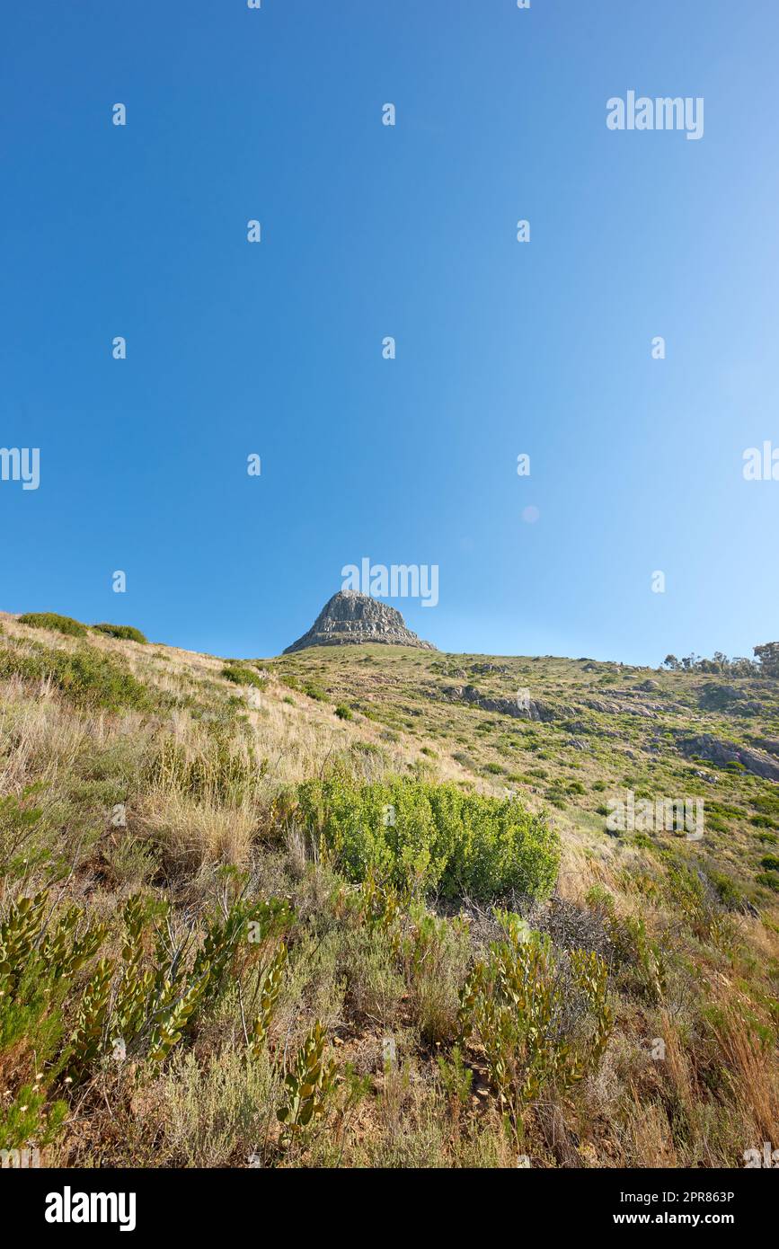 Copy space with a scenic landscape of clear sky covering the peak of Lions Head in Cape Town on a summer morning from below. Beautiful views of plants and trees around an iconic natural landmark Stock Photo