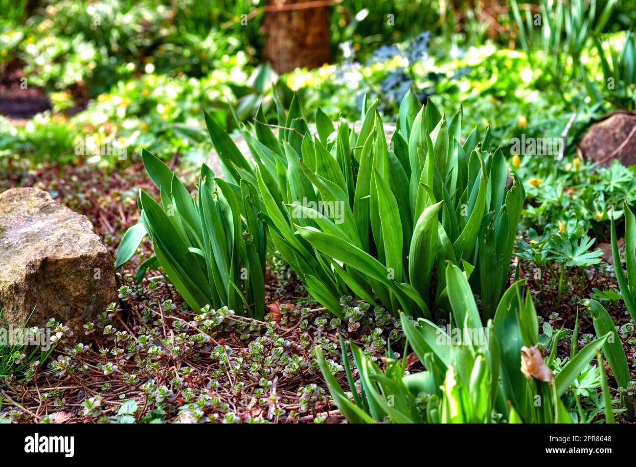 Closeup of a fresh narrow-leaf plantain, Plantago lanceolata. A view of tall fresh green plants in a garden with varieties of flowers in blurred background in springtime. Stock Photo