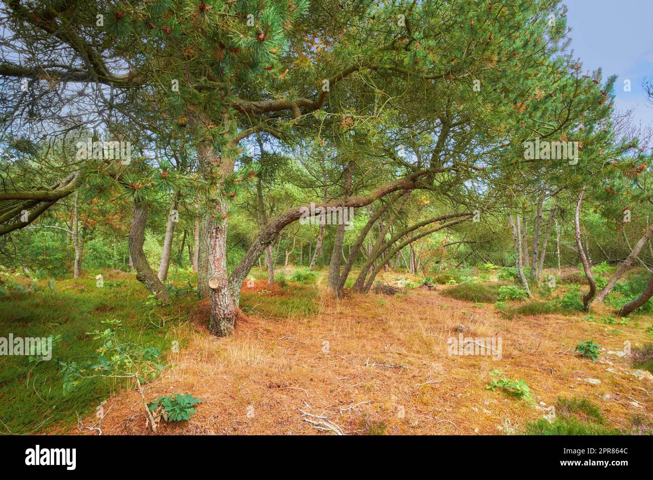 Forest with bent trees and green plants in Autumn. Landscape of many pine trees and branches in nature. Lots of uncultivated vegetation and shrubs growing in a secluded woodland environment in Sweden Stock Photo