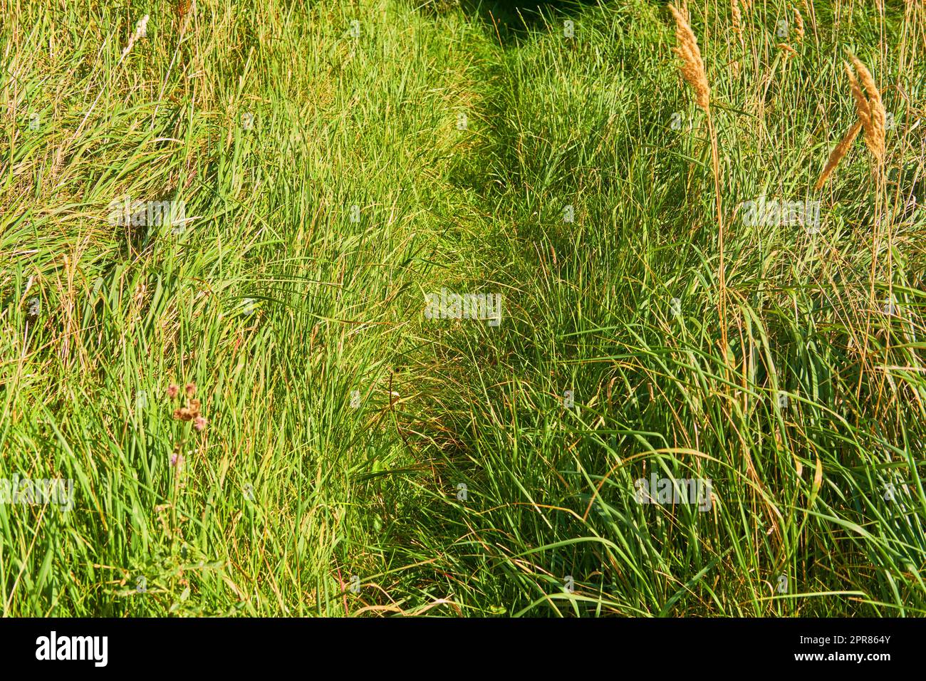 Overgrown walking path in a grass field outside in the sunshine. Empty rural environment of quiet nature scene of wild reeds in a lush green meadow for a copy space background. Stock Photo