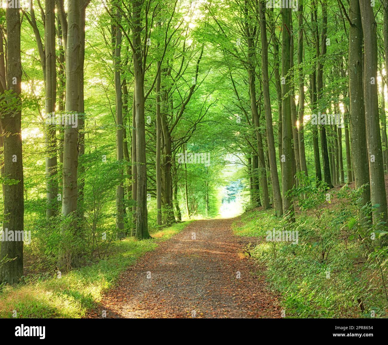 A lush green endless forest in the woodlands on a summer day. Outdoor trail in nature with an opening with a bright light. Beautiful landscape with shining sunlight at the beginning of the path Stock Photo