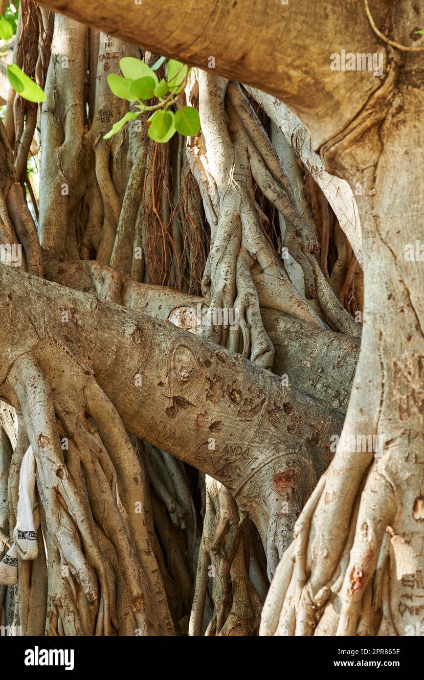 Landscape of a tangled tree trunk with branches. Old native fig tree growing in a wild forest or jungle with wood bark details. Closeup of a twisted trunk on a Banyan tree in Waikiki, Honolulu Hawaii Stock Photo
