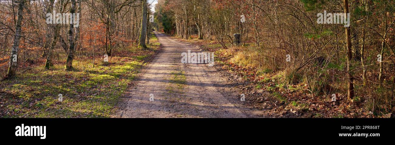 Dirt road in autumn forest. Wide angle of vibrant green grass and orange leaves growing on trees in a rural landscape in fall. Endless country path leading in peaceful and quiet nature background Stock Photo