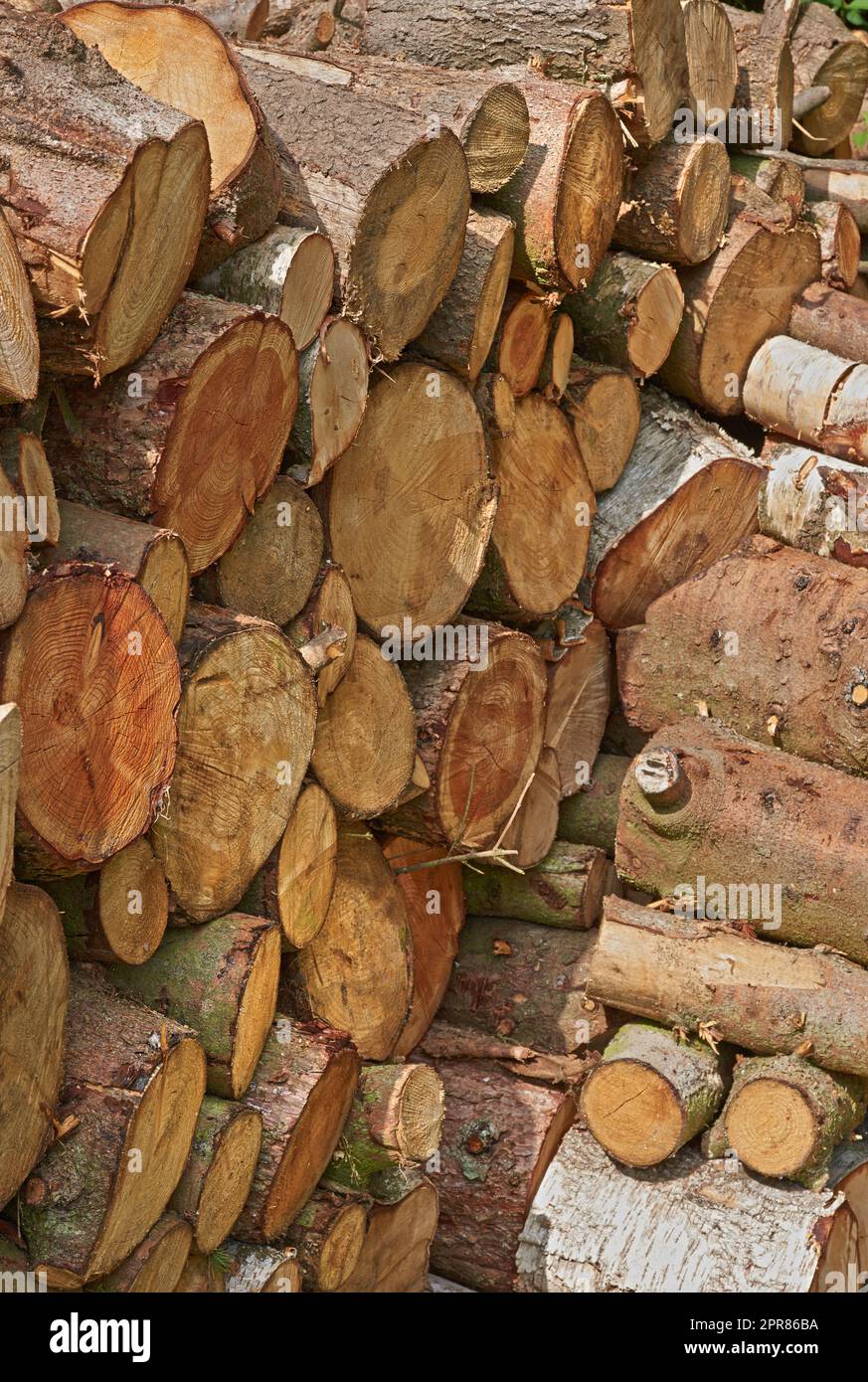Preparation of firewood for the winter. Stacks of firewood in the forest. Firewood background. Sawed and chopped trees. Stacked wooden logs.. Firewood. Stock Photo