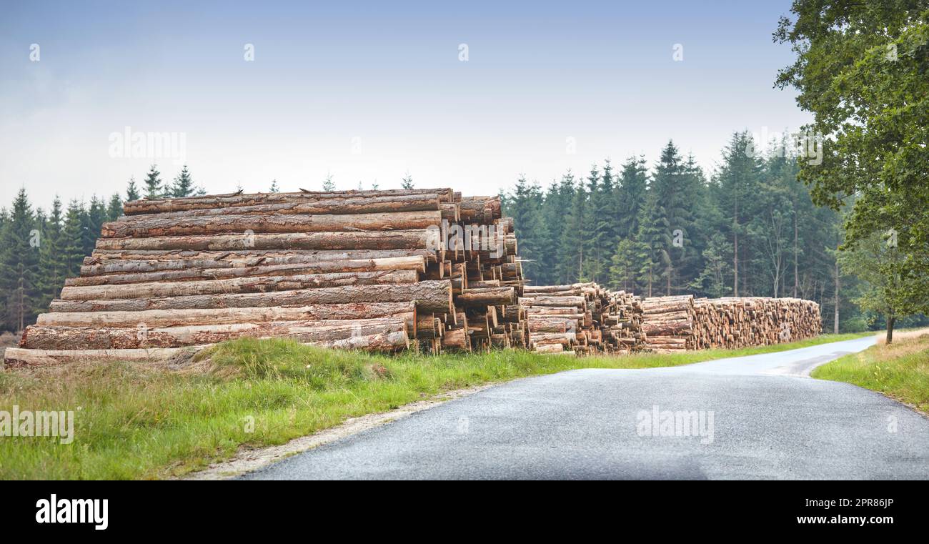 Chopped tree logs stacked in a forest along a road with copyspace. Rustic landscape with stumps of firewood, timber and hardwood material collected for the lumber industry. Deforestation in the woods Stock Photo