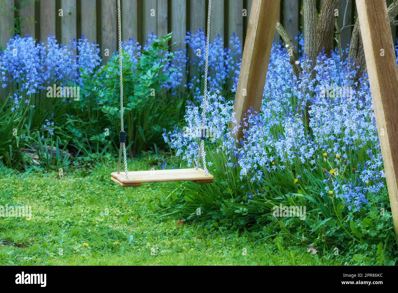 Fun garden swing with common bluebell flowers growing and flowering on green stems in private, secluded home backyard. Textured detail view of blooming blue kent bells or campanula plants blossoming Stock Photo