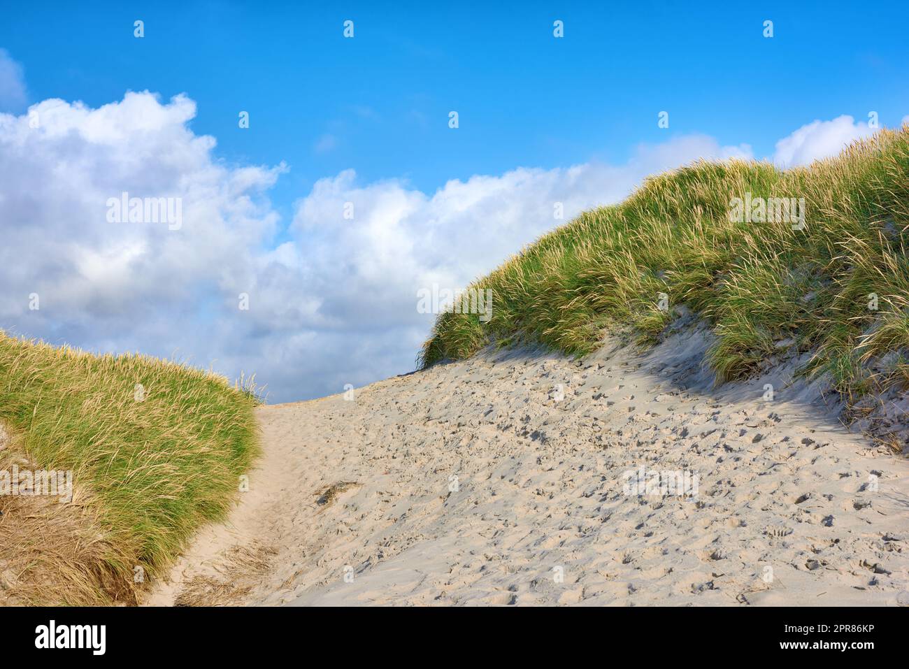 Closeup of a sand path with lush green grass growing on a beach with cloudy copy space. Beautiful blue sky on a warm and sunny summer day over a dry and sandy dune situated on a coastline bay area Stock Photo