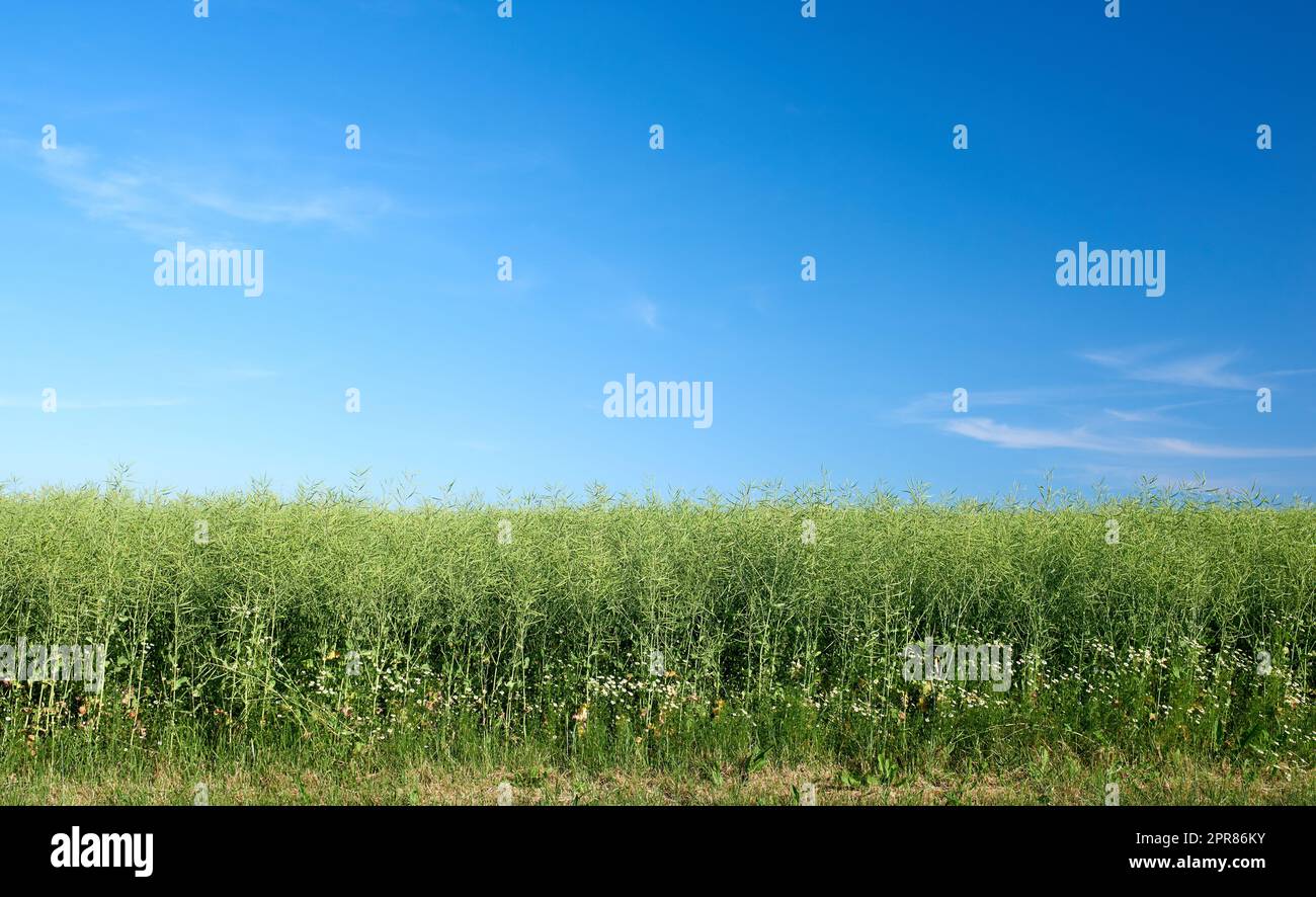 Copyspace and landscape of green cornfield on an agricultural farm outdoors on a summer day. Lush plants or grasslands blossoming with a clear blue sky. Healthy pasture or meadow during spring Stock Photo