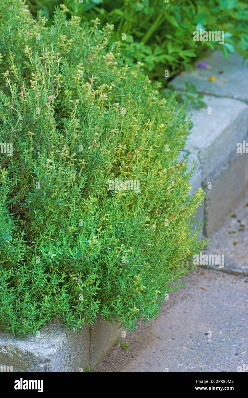 Overgrown wild herb garden growing on a cement curb or sidewalk. Various plants in a lush flowerbed in nature. Different green shrubs, parsley, sage and rosemary growing in a vibrant backyard Stock Photo