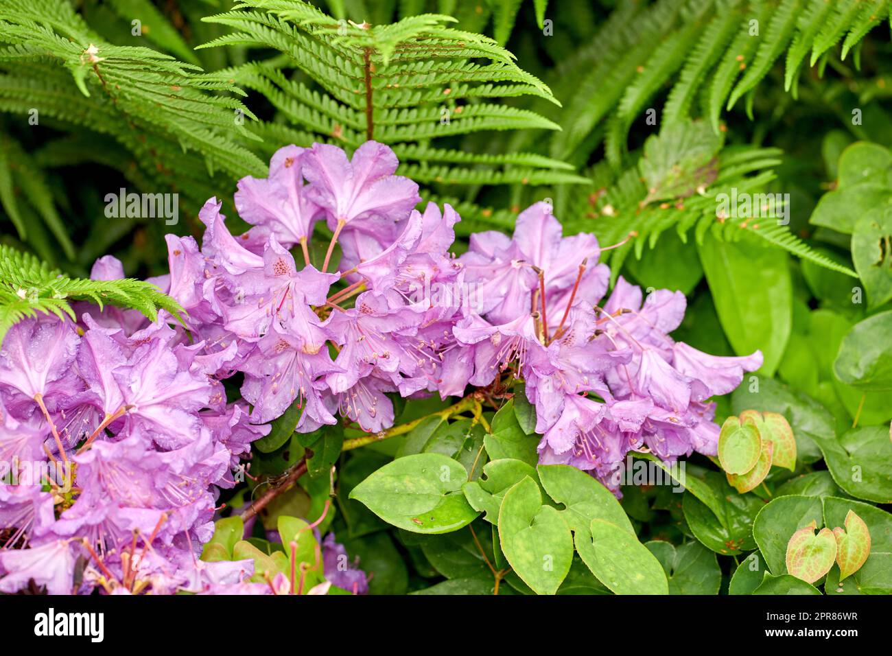 Rhododendron is a genus of 1,024 species of woody plants in the heath family, either evergreen or deciduous, and found mainly in Asia, although it is also widespread throughout the Southern Highlands of the Appalachian Mountains of North America. Stock Photo