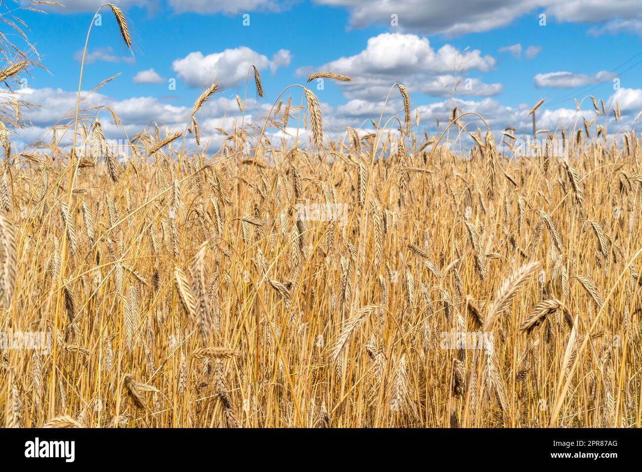 Rye field and blue sky with white clouds Stock Photo