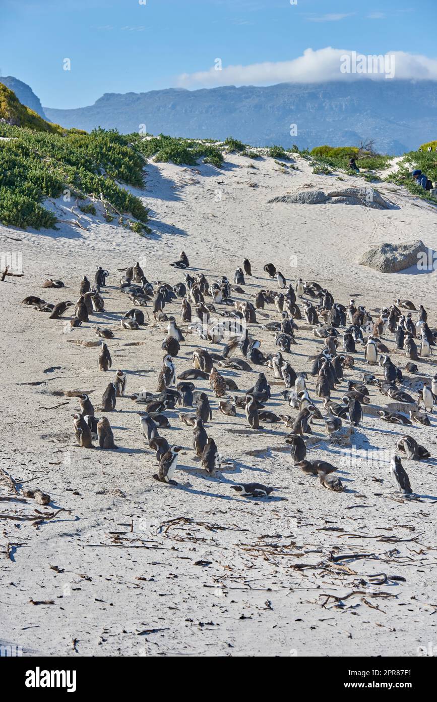 Group of black footed penguins at Boulders Beach, South Africa waddling on a sandy shore. Colony of cute jackass or cape penguins from the spheniscus demersus species as endangered wildlife animals Stock Photo