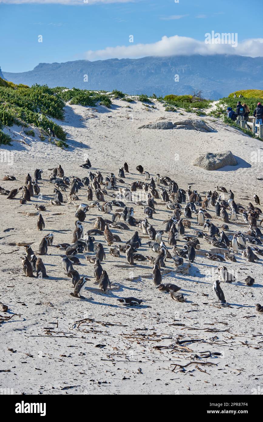 Penguins at Boulders Beach in South Africa. Animals on a remote and secluded popular tourist seaside attraction in Cape Town. Wildlife conservation is important for preservation of the environment Stock Photo