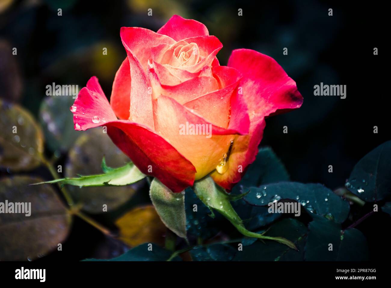 Romantic yellowish red rose with green leaves bloomed n Spring and Autumn Stock Photo