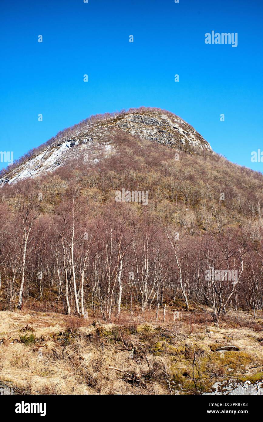A forest mountain with melting snow on a blue sky copy space. Rocky outcrops with snowy hilltops, dry trees and wild bushes in early spring. Nature view of hills with regrowth after winter Stock Photo