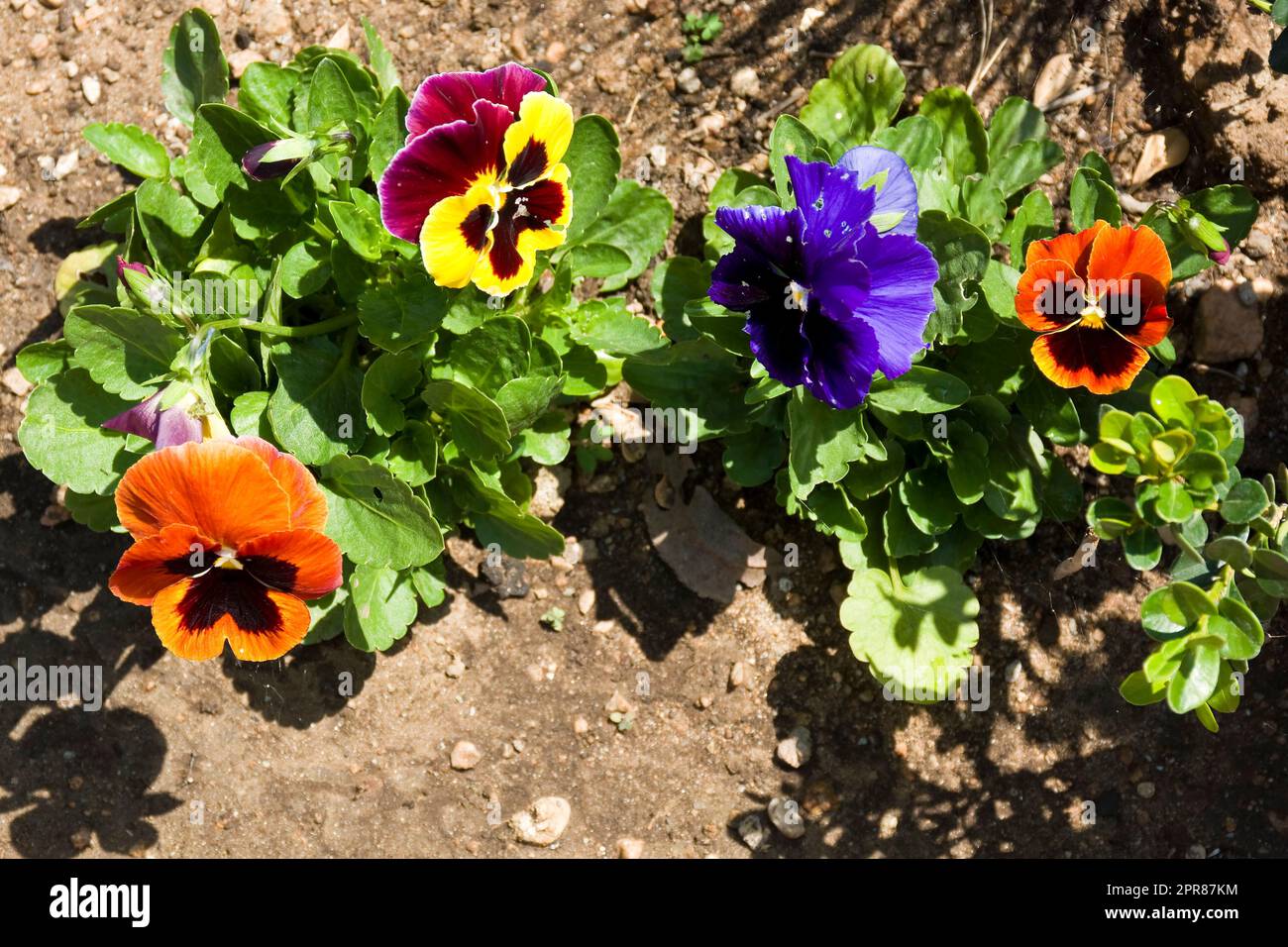 Bright, colorful and beautiful pansies with orange, yellow, purple and blue petals bloomed in the Spring Stock Photo