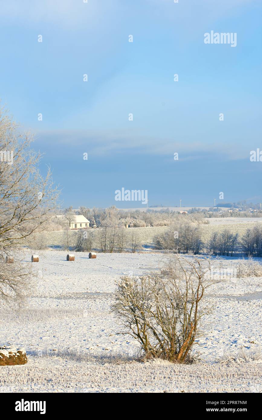 Bright white snow landscape in the countryside with dry shrubs and blue sky on a cold winter day. Frozen land outdoors in nature during extreme weather near arid plants on a sunny afternoon Stock Photo