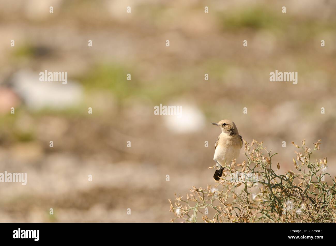 Desert wheatear on a Launaea arborescens. Stock Photo