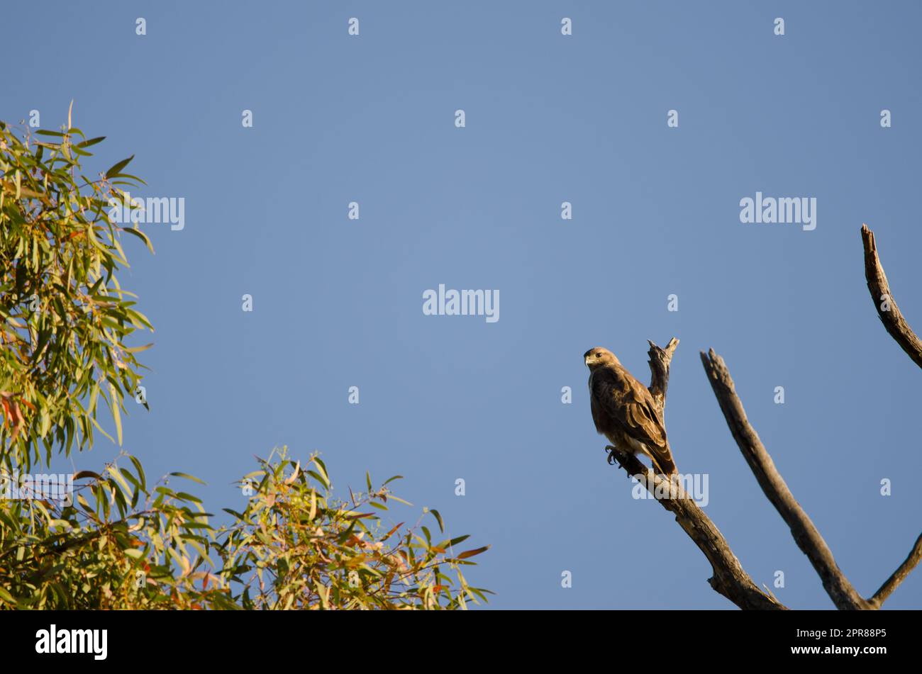Common buzzard on a tree. Stock Photo