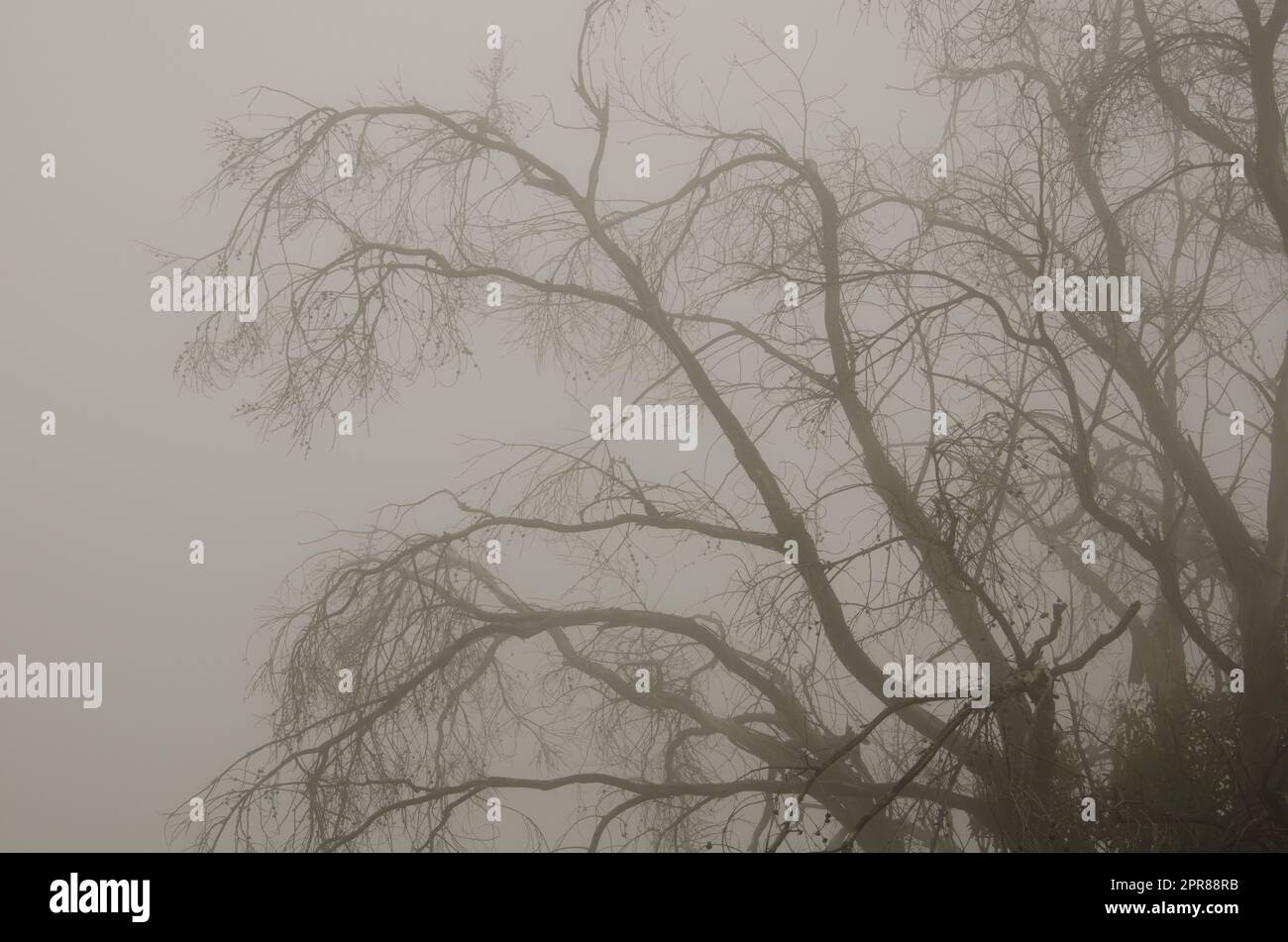 Fog in the gum trees hi-res stock photography and images - Alamy