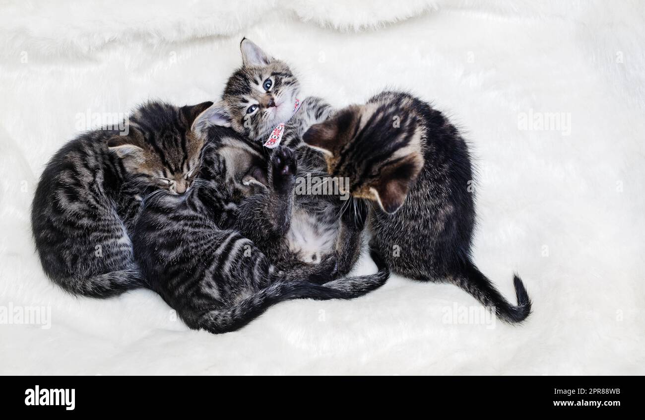 Group of kittens Stock Photo Alamy