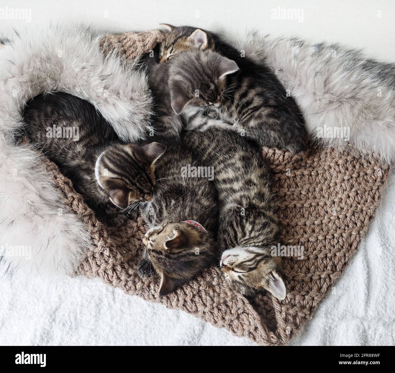 Little kittens sleeping Stock Photo Alamy