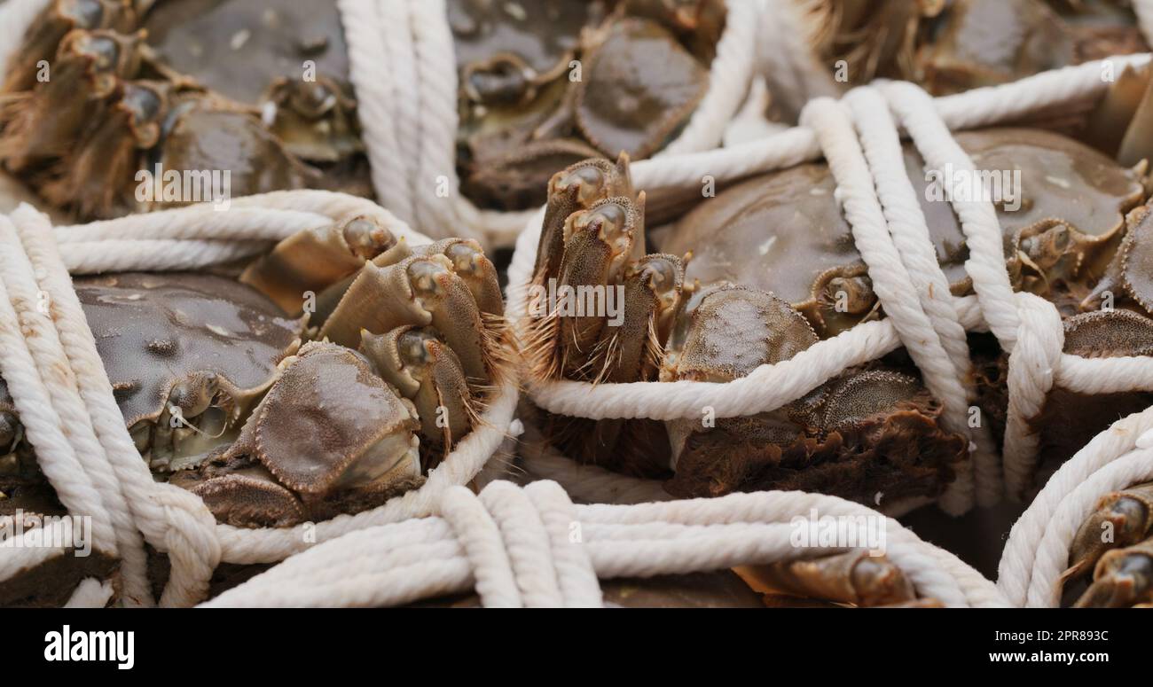 Fresh raw Chinese mitten crab Stock Photo