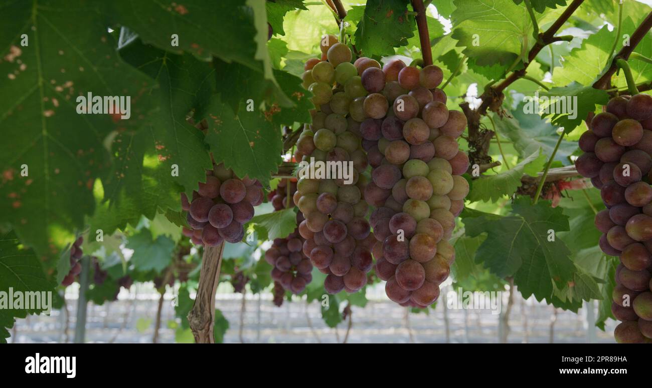 Branch of ripe red grapes in farm Stock Photo - Alamy