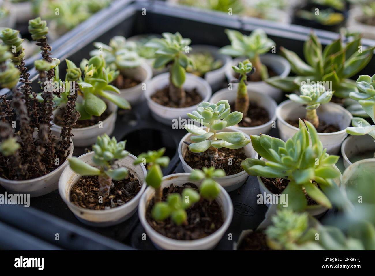 Lots of potted succulent plants Stock Photo