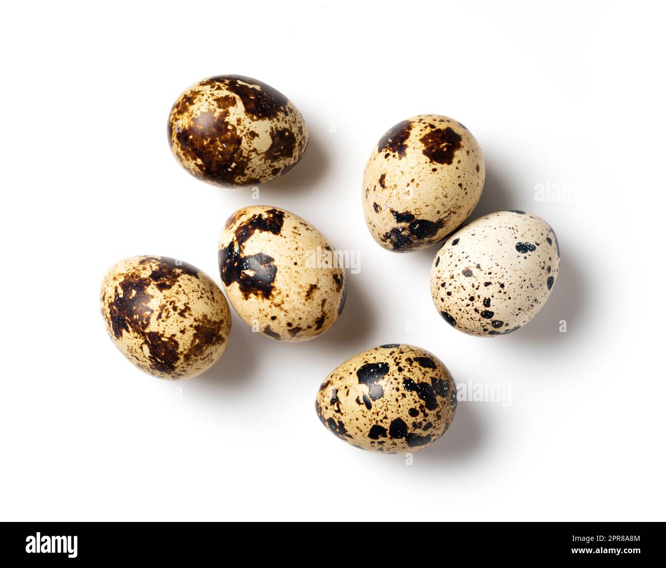 Quail eggs placed on a white background Stock Photo