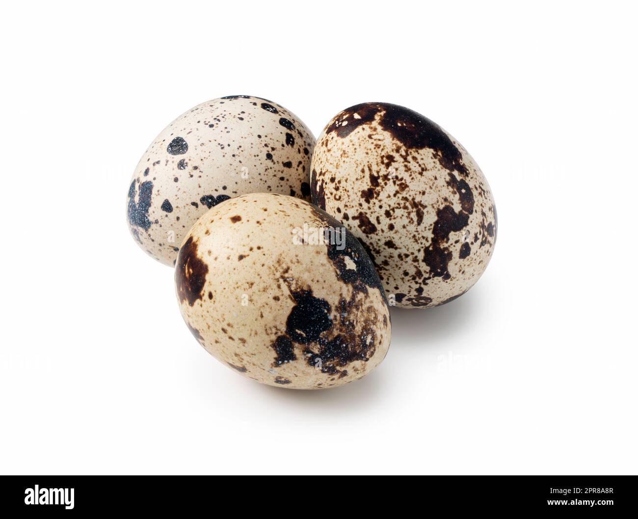 Quail eggs placed on a white background Stock Photo
