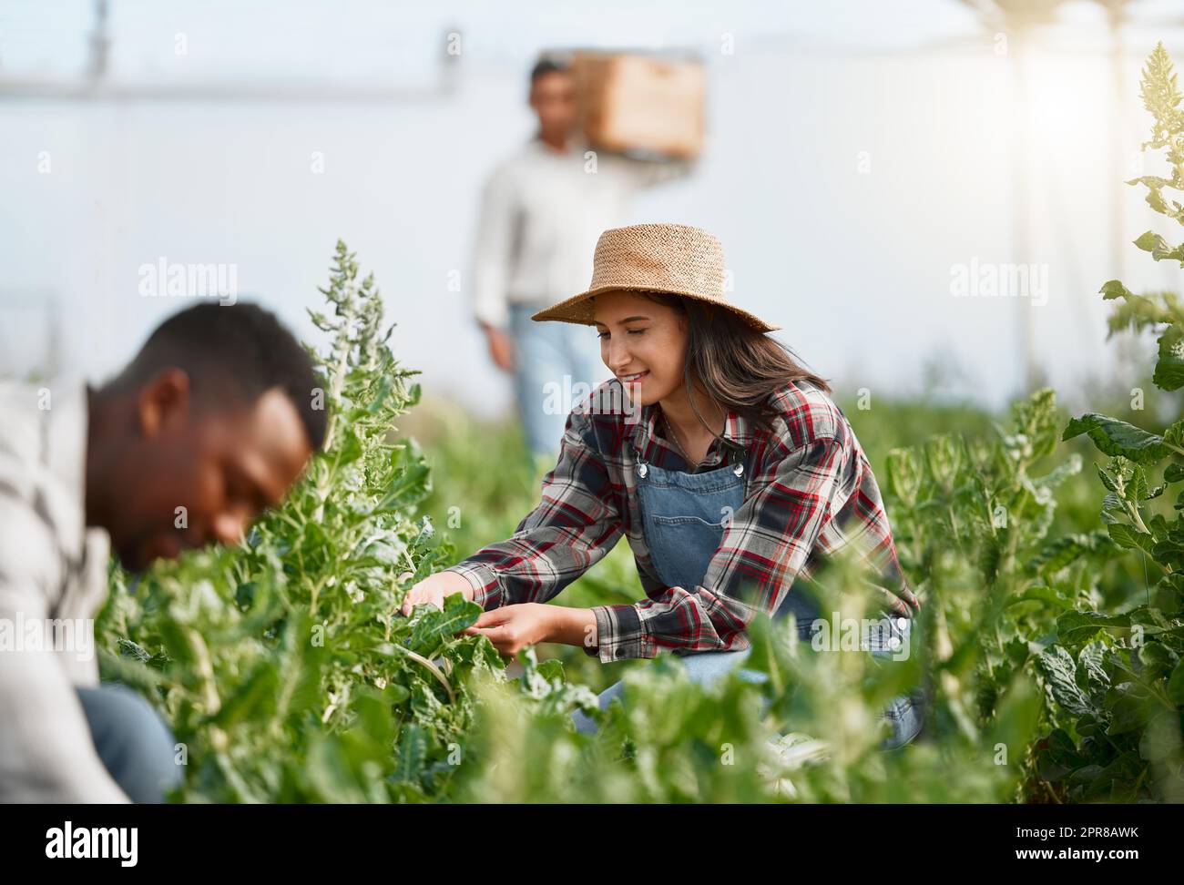 Everyone loves tending to the green garden. Shot of a young woman tending to crops on a farm. Stock Photo