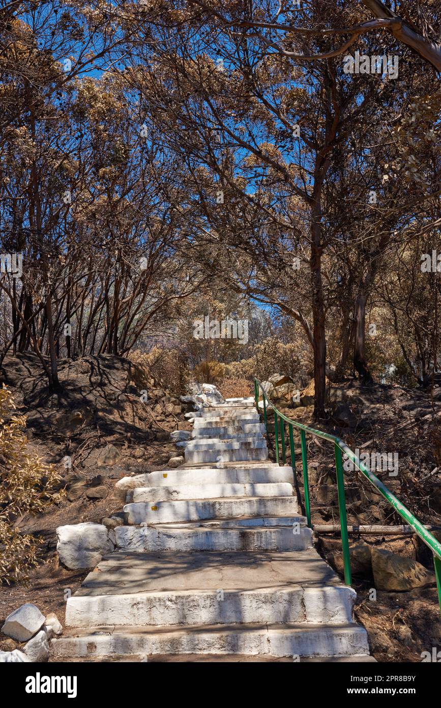 Burnt bushes add trees in forest or woods with stairs and hiking trail. Aftermath of destruction from uncontrollable nature wildfire. Dry, arid and barren plants showing human error or global warming Stock Photo