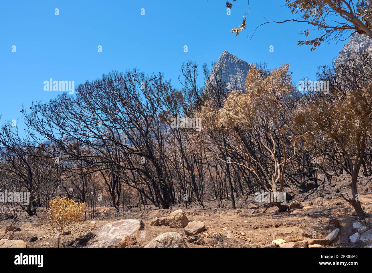 A forest of burnt trees after a bushfire on Table Mountain, Cape Town, South Africa. Lots of tall trees were destroyed in a wildfire. Below of black scorched tree trunks on a hilltop on a sunny day Stock Photo