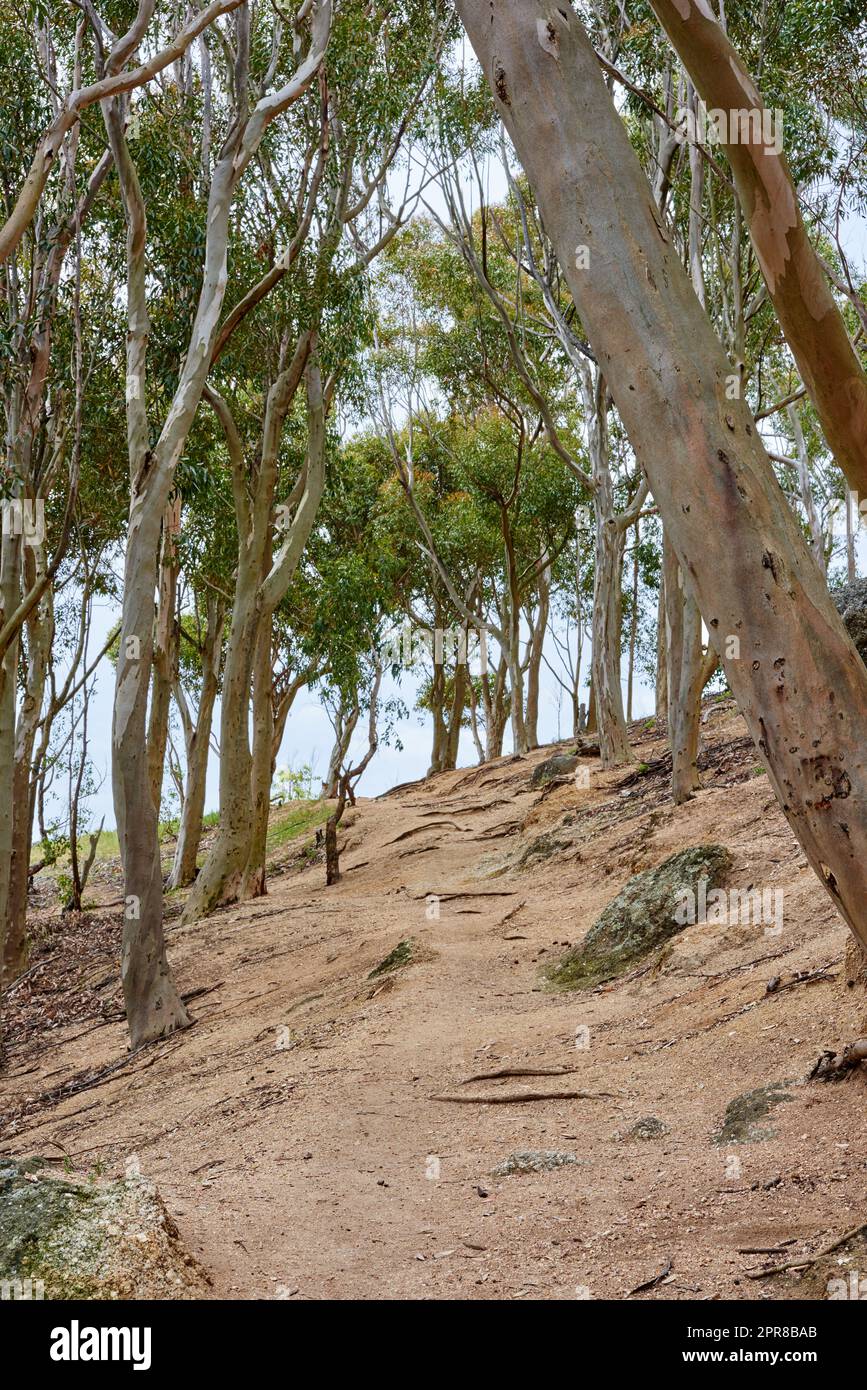 Trees growing on a uphill mountain. A hillside forest during autumn. Low angle landscape of tall trees growing on rocky hiking trail. Popular walking paths in Table Mountain National Park, Cape Town Stock Photo