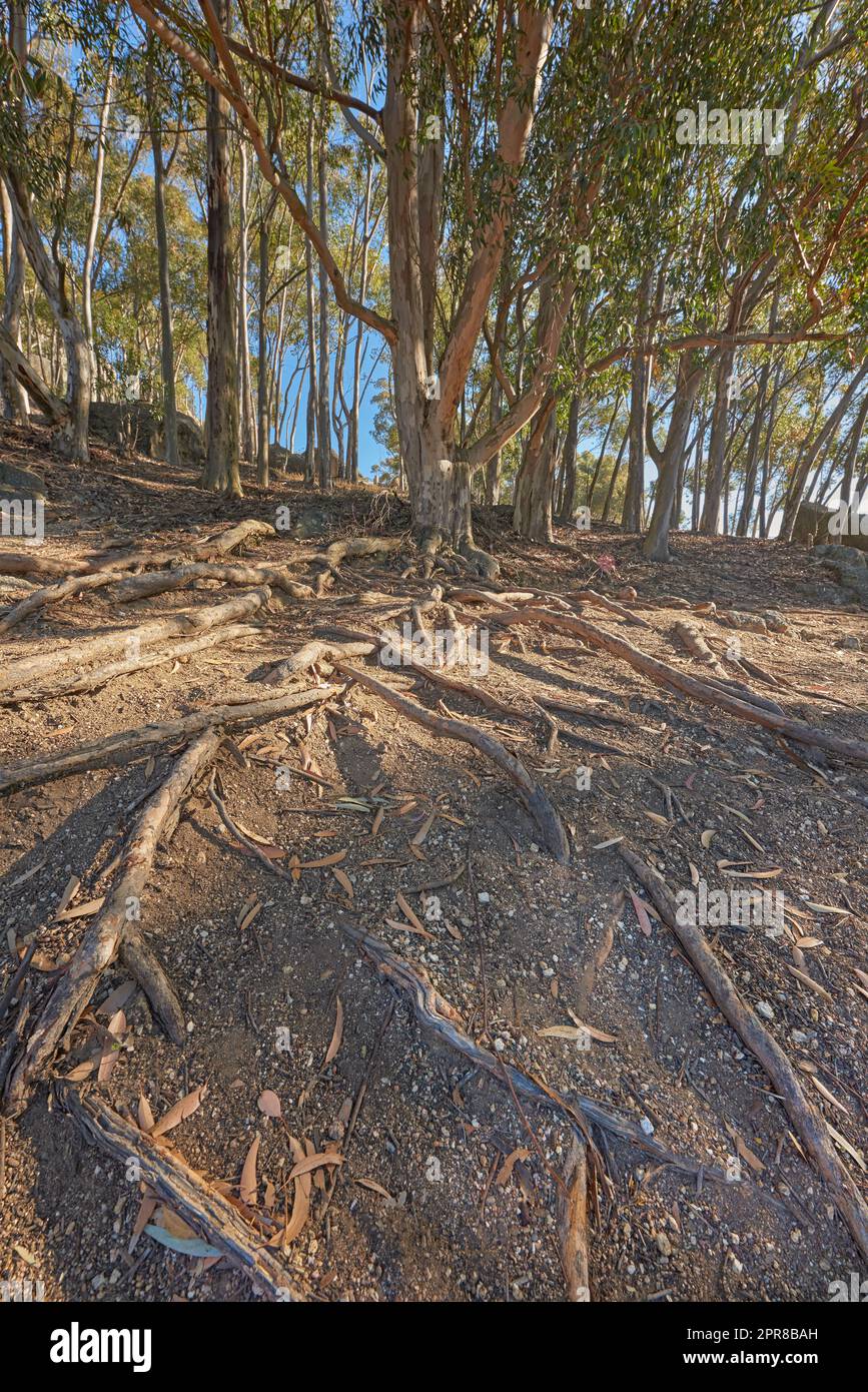 Copy space and old trees with feed roots in the ground along a hiking trail in the forest at Table Mountain National Park in Cape Town, South Africa on a sunny day. Scenic forest landscape in nature Stock Photo