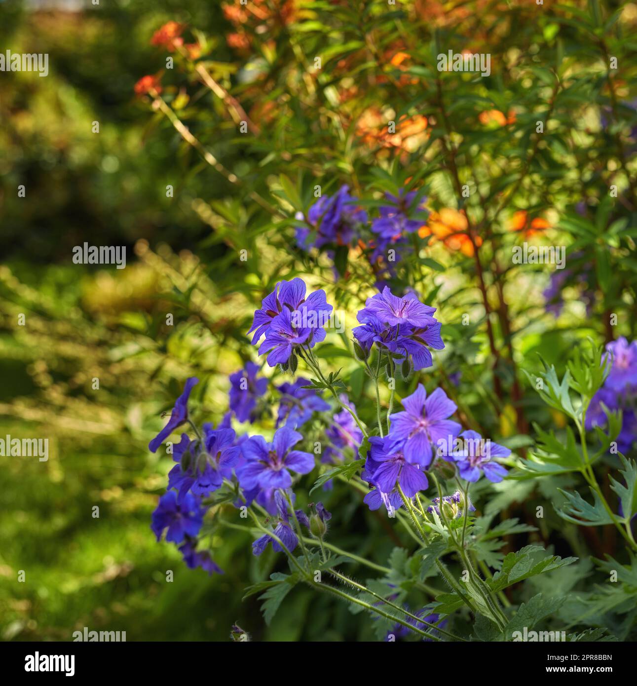 Blue hardy geranium flowers in a park. Bush of indigo geraniums blooming in a botanical garden or backyard in spring outside. Delicate perennial wild blossoms growing on blurred nature background Stock Photo