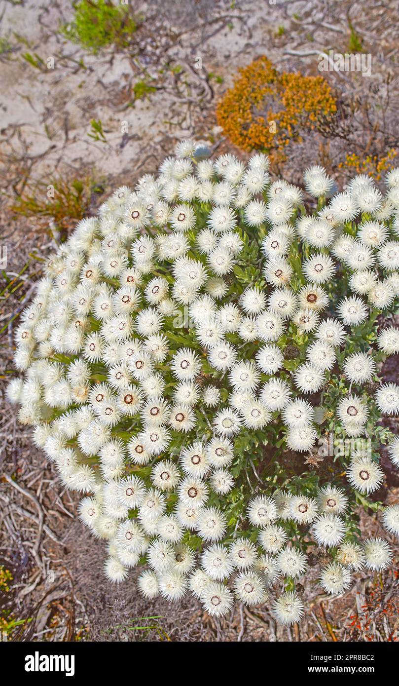 Fynbos in Table Mountain National Park, Cape of Good Hope, South Africa. Closeup from above of scenic landscape environment with white fine bush indigenous plant and flower species growing in nature Stock Photo