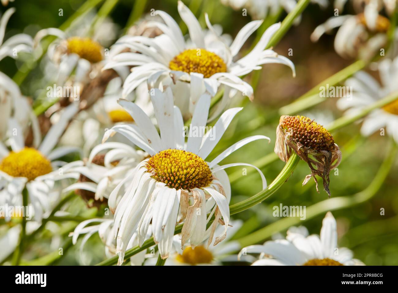 Closeup of white daisy in field of flowers outside during summer day. Zoomed in on blossoming plant growing in the garden and backyard in spring. Small beautiful little elegant wild Marguerite flower Stock Photo