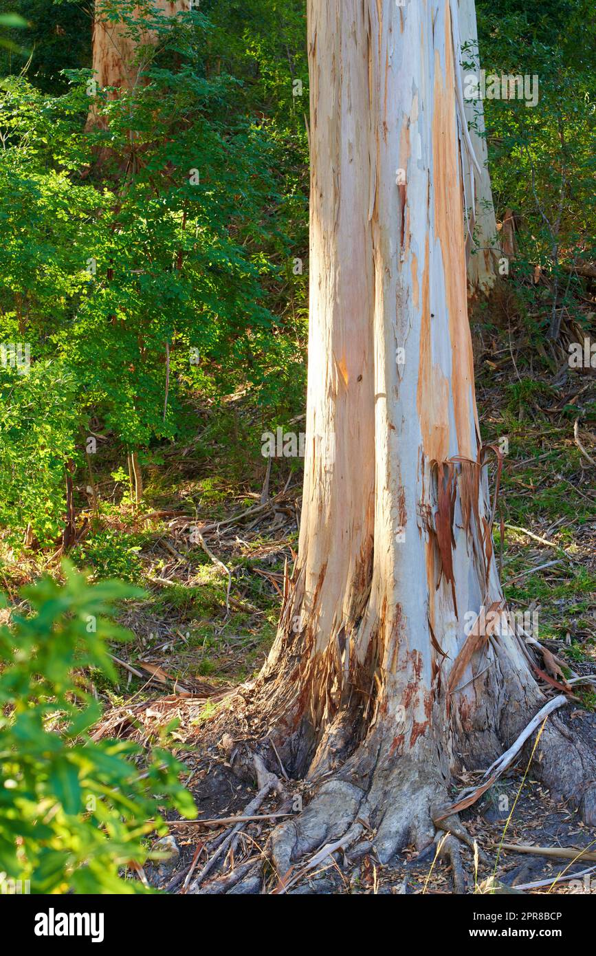 View of damaged and illegally stripped bark off forest tree used for fires, medicine and traditional rituals. Destruction to nature during recreation adventure through remote woods and mother nature Stock Photo