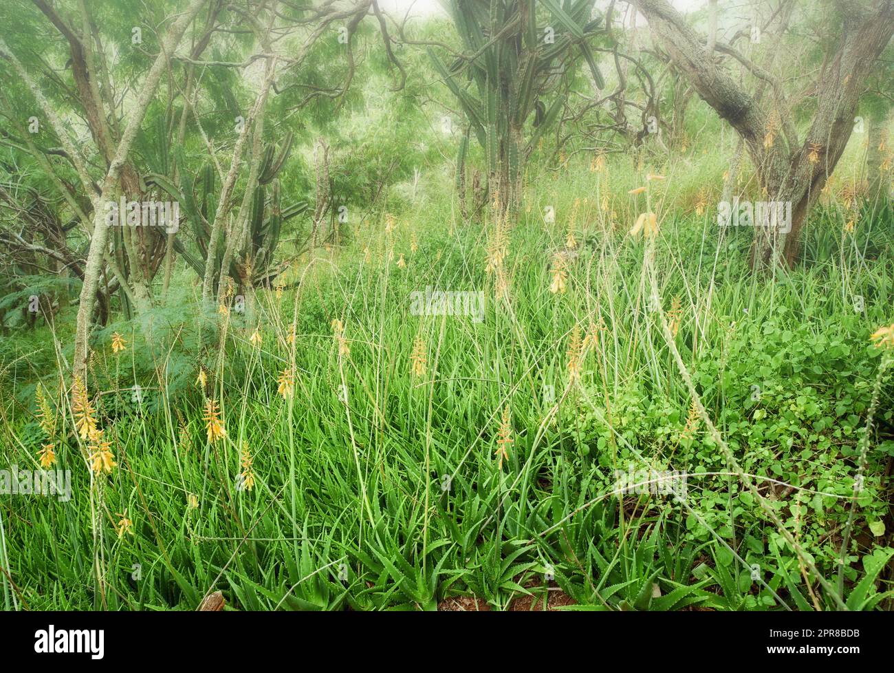 Tropical field in the Hawaiian rainforest of Oahu. Lush green forest wilderness in Hawaii. Native wild nature in a mysterious landscape. Journey of hidden discovery on hiking trail while exploring Stock Photo