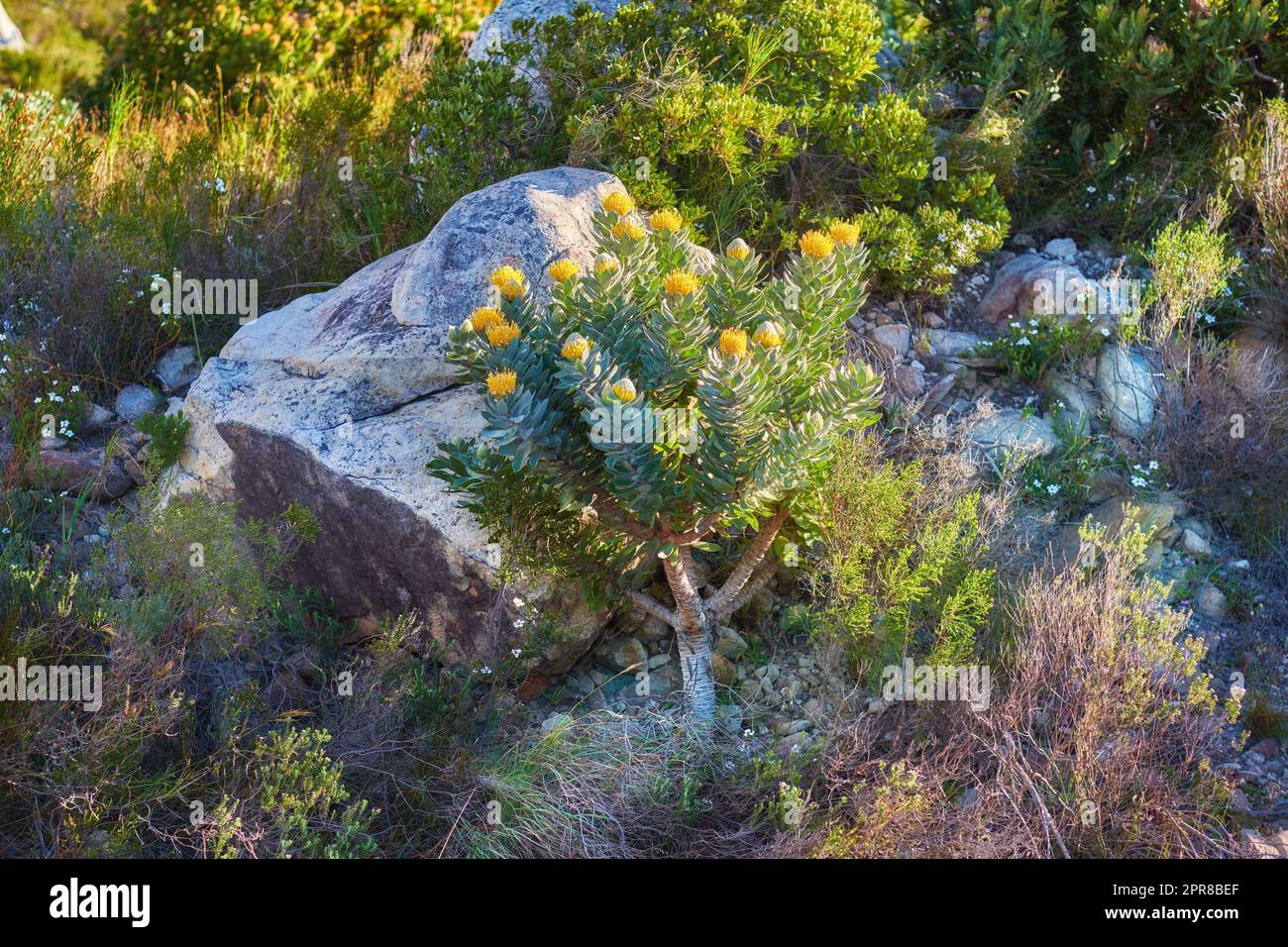 Lush yellow and green bushes growing among the rocks on Table Mountain, Cape Town, South Africa. Flora and plants in a peaceful, calm, serene, quiet and uncultivated nature reserve overseas in summer Stock Photo