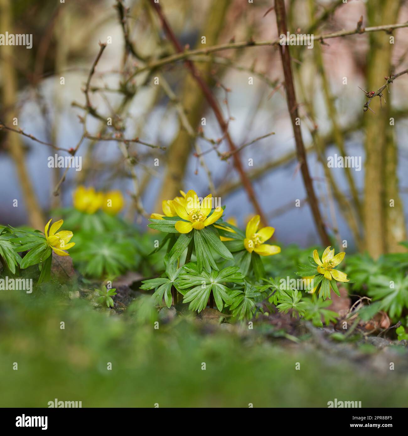 Decorative gardening of Winter Aconite or buttercup flowering plants with thorn twigs in a green backyard. Yellow flowers blooming in spring garden. Vibrant perennial flower heads thriving in nature Stock Photo