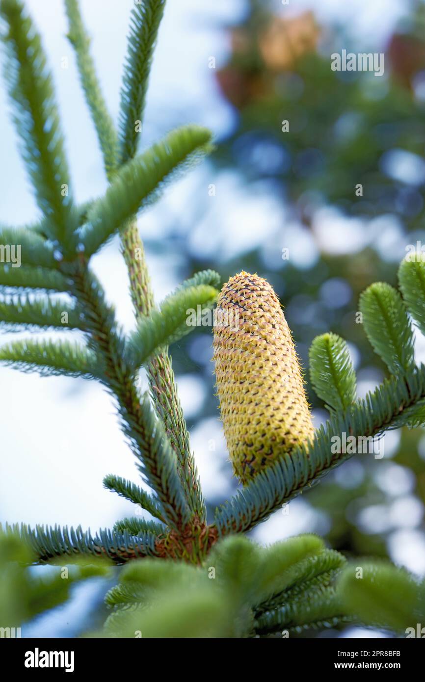 Below closeup of a pine cone growing in an evergreen boreal forest with copy space and blurred sky background in Europe. Unique coniferous plant with thin needles in dense woodland in Denmark Stock Photo