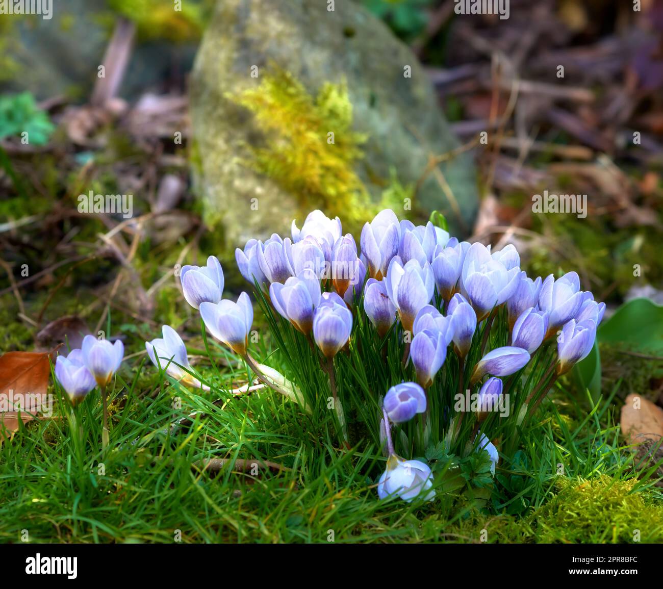 Beautiful crocus blooming in forest on a sunny day. Illuminated purple flowers symbolizing rebirth and romantic devotion. Blossoming wild plant growing in the woods surrounded by vibrant grass Stock Photo