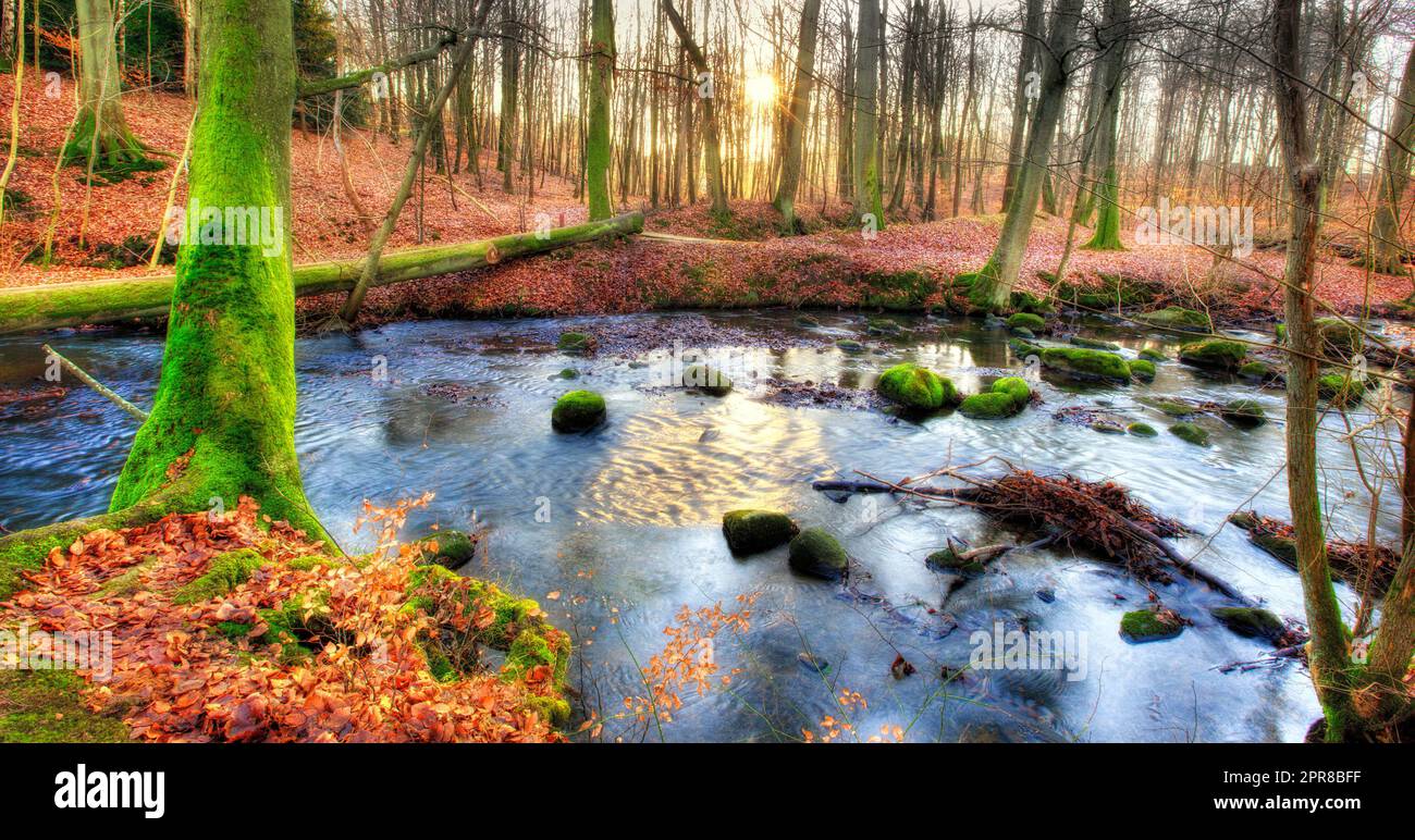 A colourful forest in autumn. Tall trees with vibrant green and brown leaves in a park or bushy woodland. Free standing moss covered trees near a lake or river, perfect picnic spot, dreamy wallpaper Stock Photo