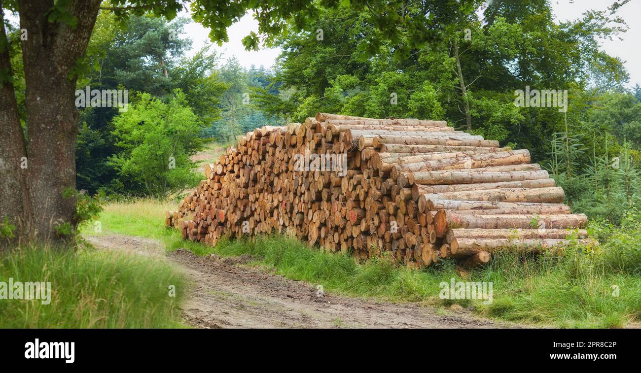Chopped tree logs piled in a forest. Collecting big dry stumps of timber and split hardwood material for firewood and the lumber industry. Rustic landscape with deforestation and felling in the woods Stock Photo